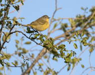 Nashville Warbler 7535